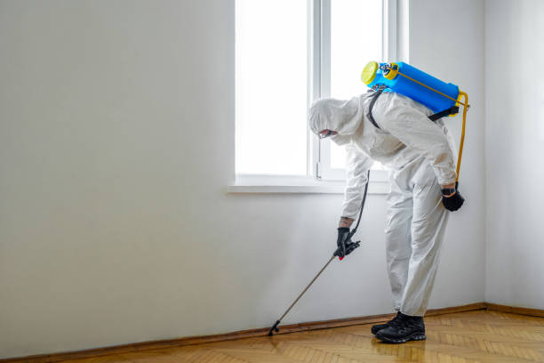 Best Wasp Removal Services  in Ravenswood, WV