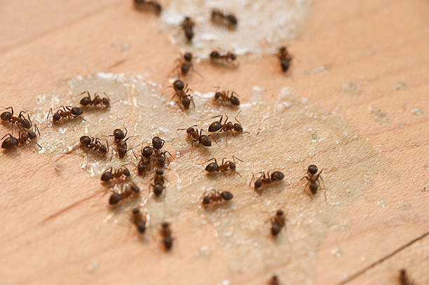 Best Pest Control Near Me  in Ravenswood, WV