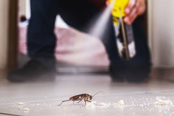 Best Flea Control Services  in Ravenswood, WV
